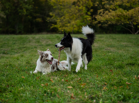 Oregon Humane Society Streamlines Volunteer & Donor Engagement